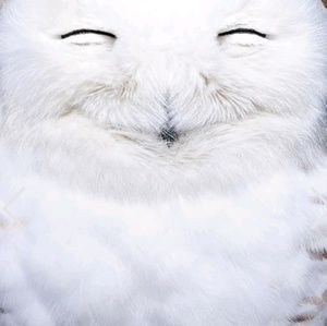 Meet your Posher, Clinton